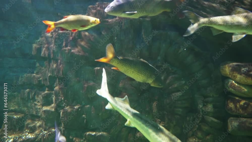 Beautiful exotic fish in a large aquarium. Excursion to the oceanarium. Beautiful exotic fish in a large aquarium. Excursion to the oceanarium.