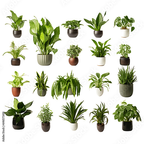 Decorative house plants in pots, no background