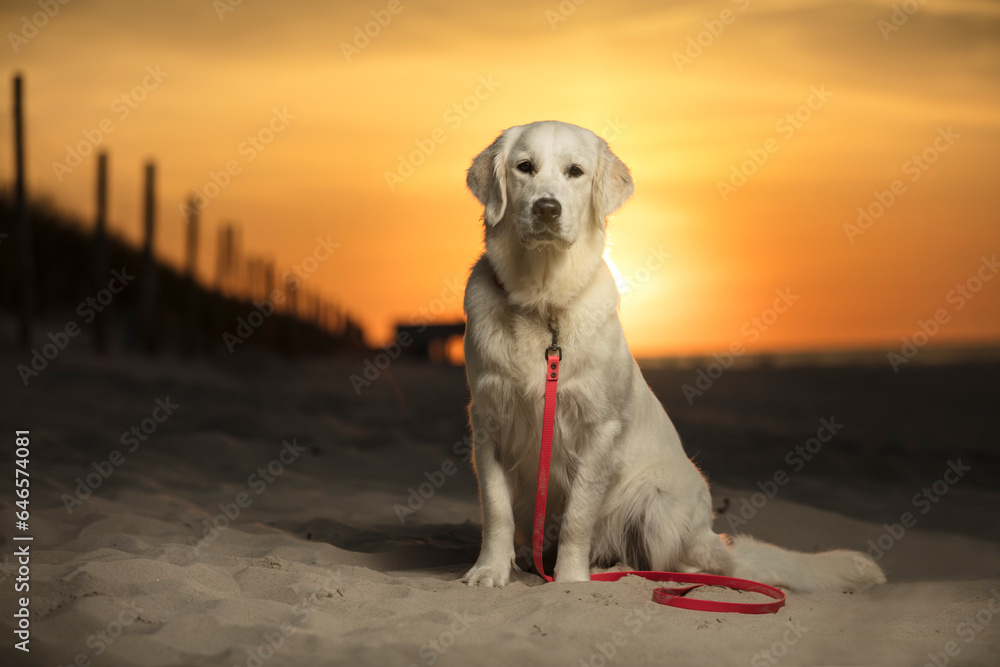 Młody pies, szczeniak rasy Golden Retriever siedzący na piaszczystej plaży o zachodzie słońca. W oddali białego psa, zachodzące słońce . Pies patrzy na wprost, w obiektyw aparatu.  - obrazy, fototapety, plakaty 