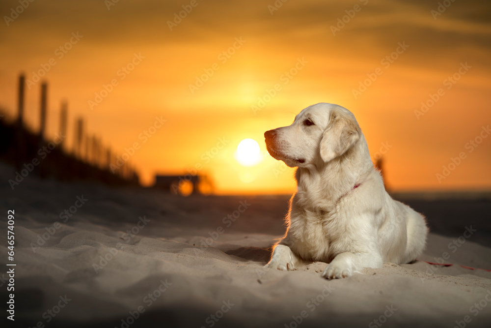 Młody pies, szczeniak rasy Golden Retriever leżący na piasku, na plaży o zachodzie słońca. W oddali białego psa, zachodzące słońce. Pies leży na plaży i patrzy w lewo. Lewy profil pyska. - obrazy, fototapety, plakaty 
