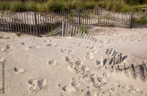 A wooden slated sand fence is partly buried in an ocean beach dune. There is sea grass growing inside the fence. A green see bushes are in the background. photo