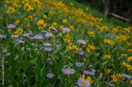 Astor and Sun Flowers Carpet Hill Side High In The Teton Range © kellyvandellen