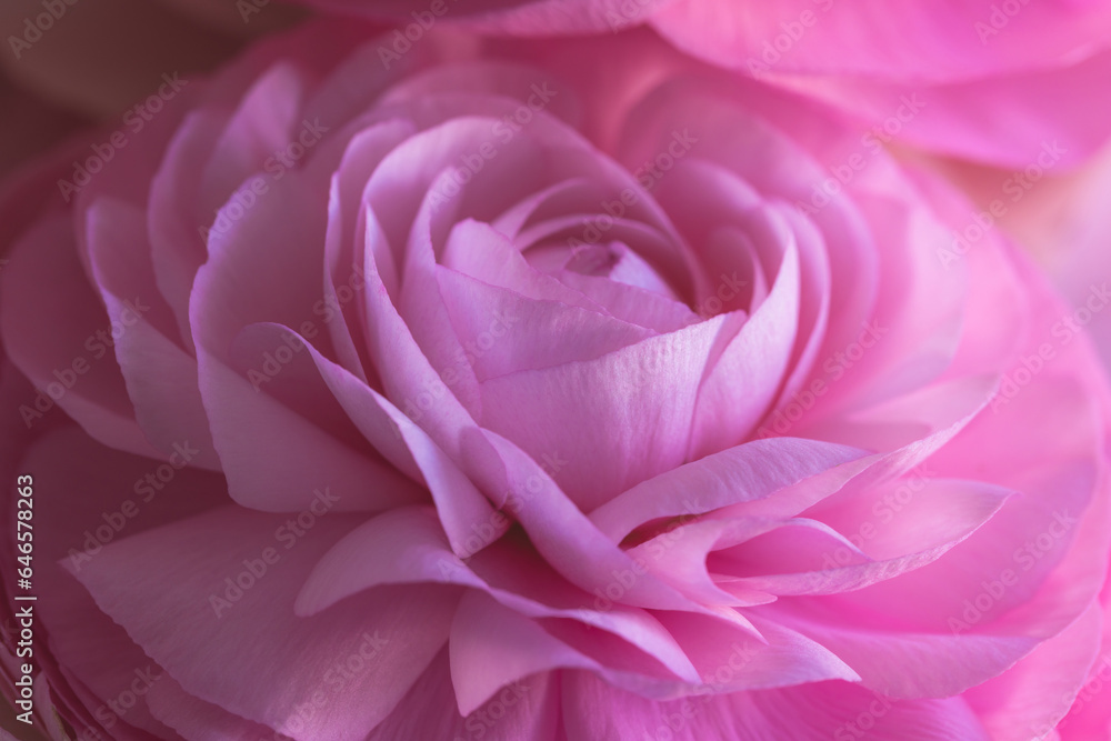 Floral background with delicate pink macro petals. Beautiful soft tender background of rose ranunculus flower close up. Wallpapper for wedding, anniversary, birthday design Floral background with delicate pink macro petals. Beautiful soft tender background of rose ranunculus flower close up. Wallpapper for wedding, anniversary, birthday design