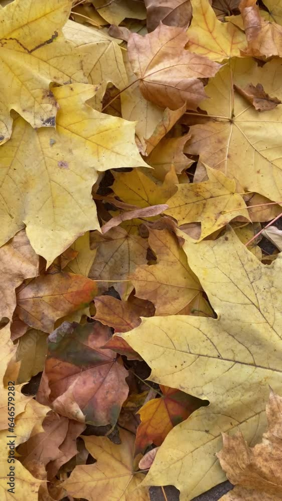 4K Colorful bright yellow fallen leaves on the ground, autumn fall season 4K Colorful bright yellow fallen leaves on the ground, autumn fall season