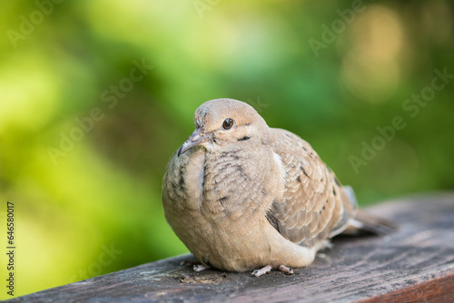 morning dove on wood deck