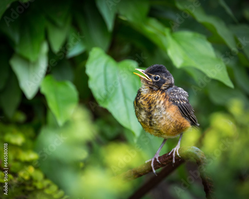 young robin in garden