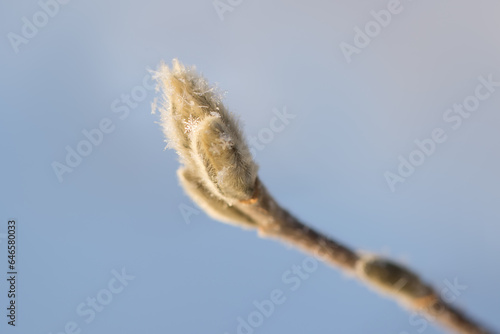 snowflakes on bud