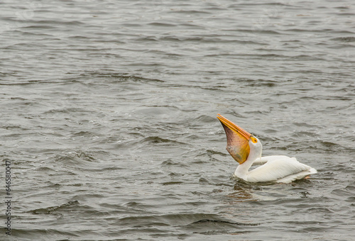 pelican swallowing fish