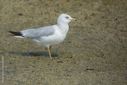 seagull on the beach