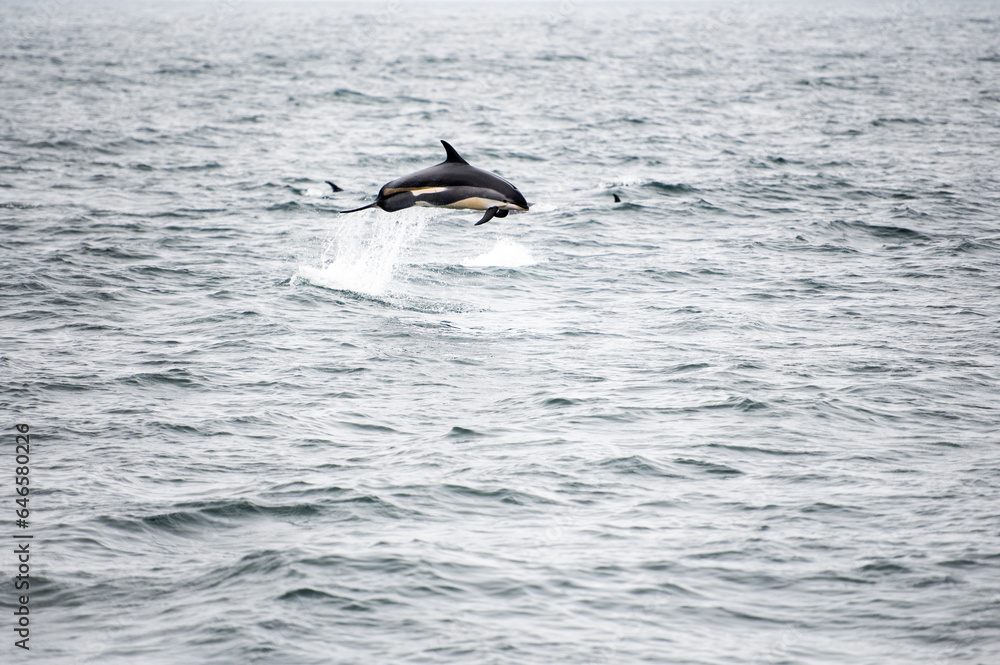 Fototapeta premium Jimping dolphin in the ocean