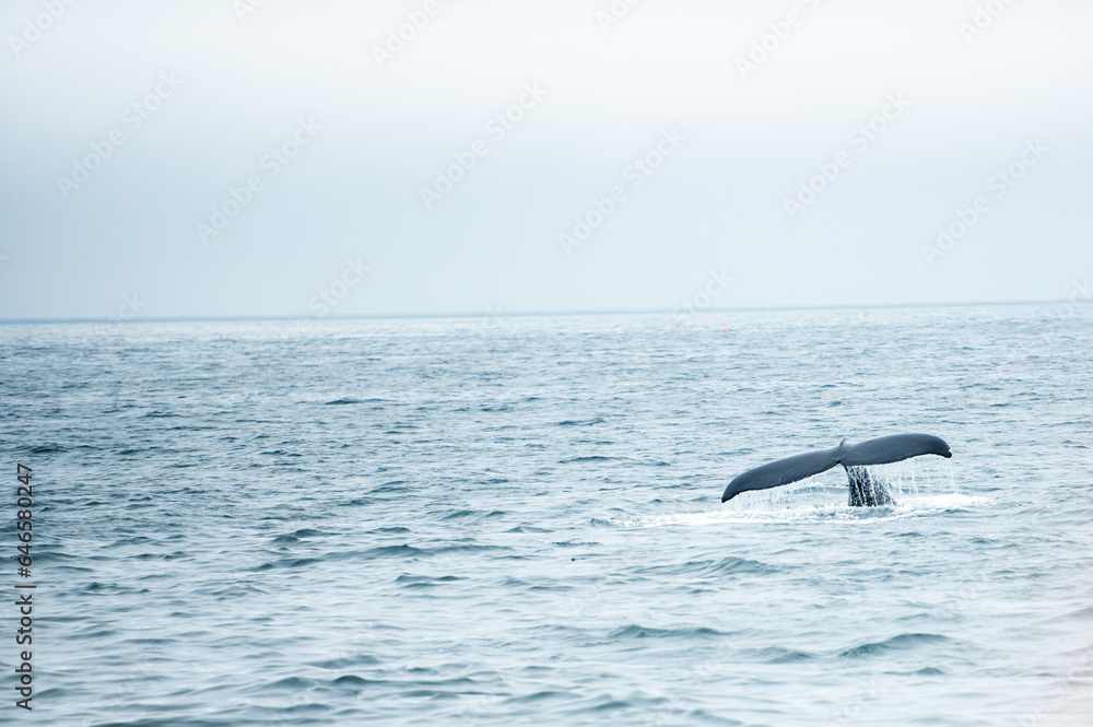 Obraz premium Whale's tail in the ocean