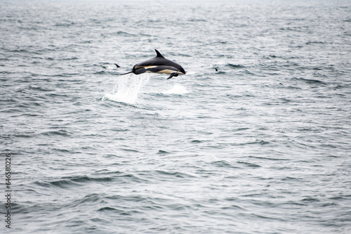 Jimping dolphin in the ocean © Irina Danilova