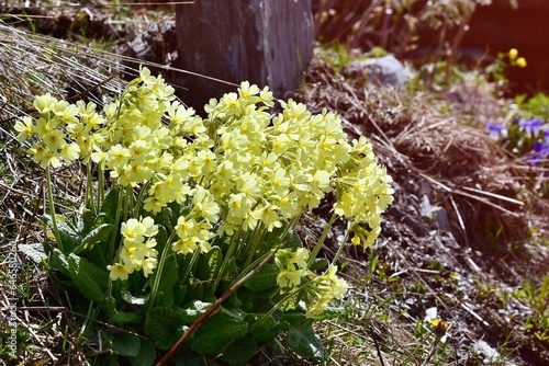Rosnący w górach w swoim naturalnym środowisku pierwiosnek wyniosły (Primula elatior)