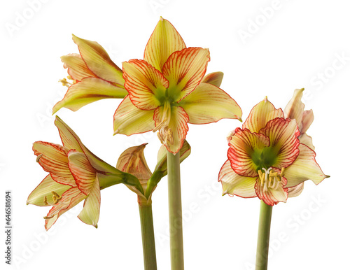 Amaryllis (Hippeastrum) Sonatini Viridi Rascal  on  white background isolated