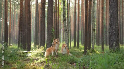 two dogs together in the forest. Red shelties against a background of pine trees photo