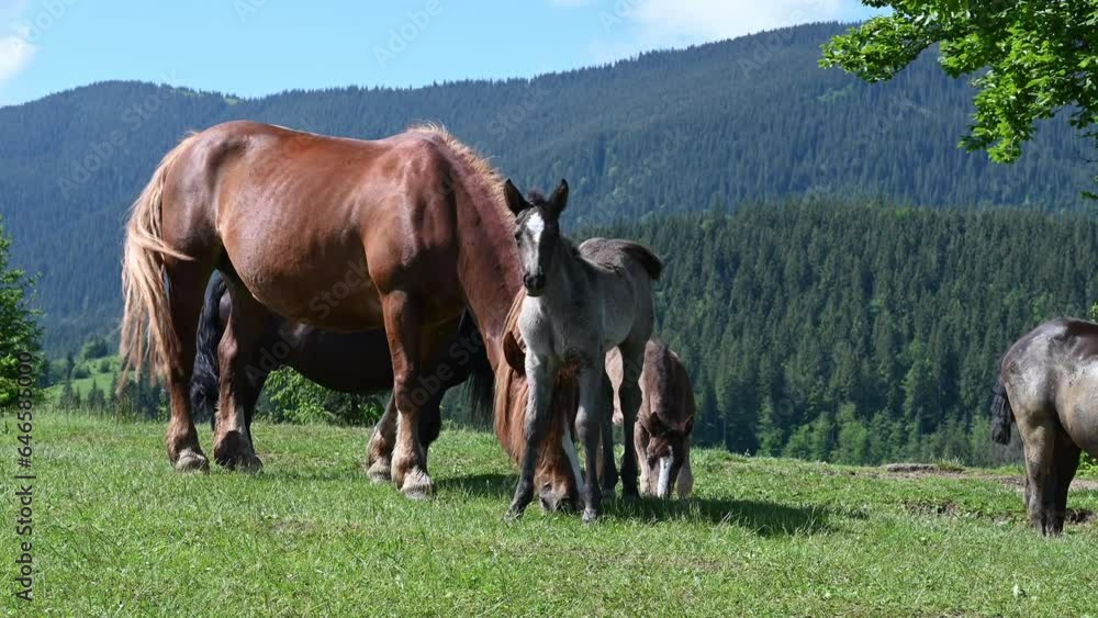 Horses grazing in field in high mountains, sunny weather, wild horses in Ukraine. Horses grazing in field in high mountains, sunny weather, wild horses in Ukraine.