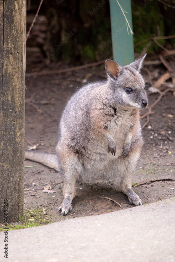 the tammar wallaby has dark greyish upperparts with a paler underside and rufous-coloured sides and limbs. The tammar wallaby has white stripes on its face. the tammar wallaby has dark greyish upperparts with a paler underside and rufous-coloured sides and limbs. The tammar wallaby has white stripes on its face.