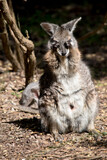 the tammar wallaby is mainly grey and tan arms and white chest