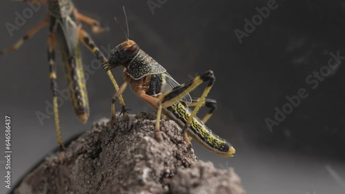 Two Desert Locusts in a macro shot photo