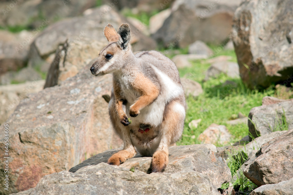 the yellow footed rock wallaby has a grey body with a white chest tan legs and a long tan nad black tail the yellow footed rock wallaby has a grey body with a white chest tan legs and a long tan nad black tail