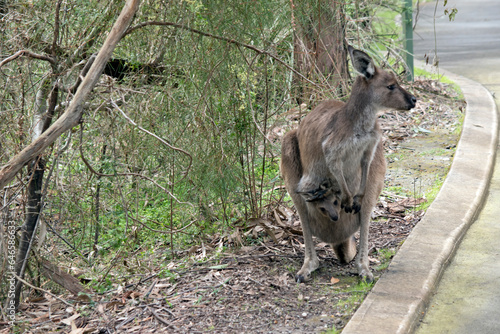 the westen grey kangaroo is mainly brown with a white chest and long tail and black tip