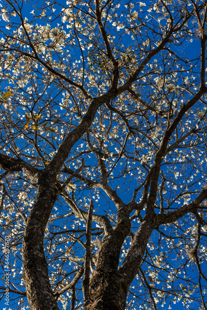 Ipes white tree flowering grove in the municipality of Marilia Ipes white tree flowering grove in the municipality of Marilia