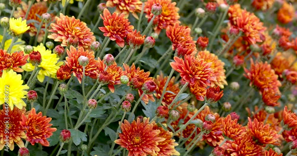 Close up view of Chrysanthemum flowers with water droplets. Close up view of Chrysanthemum flowers with water droplets.