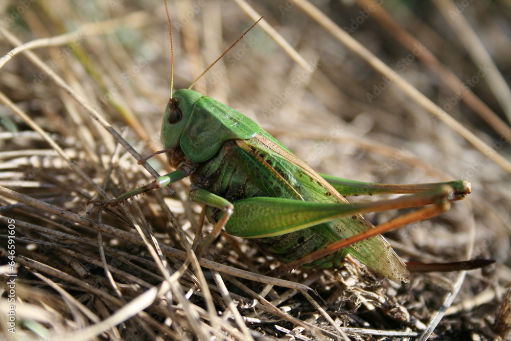 A close-up view reveals the intricate details of a grasshopper's body, with its vibrant colors and delicate legs. A close-up view reveals the intricate details of a grasshopper's body, with its vibrant colors and delicate legs.