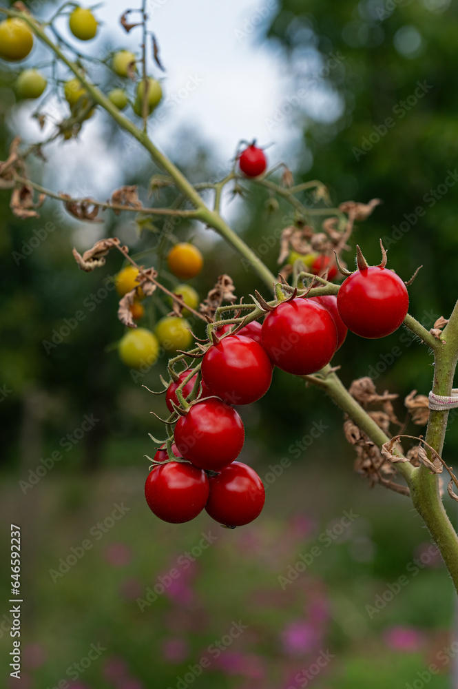 Red cherry tomatoes on the branch Red cherry tomatoes on the branch