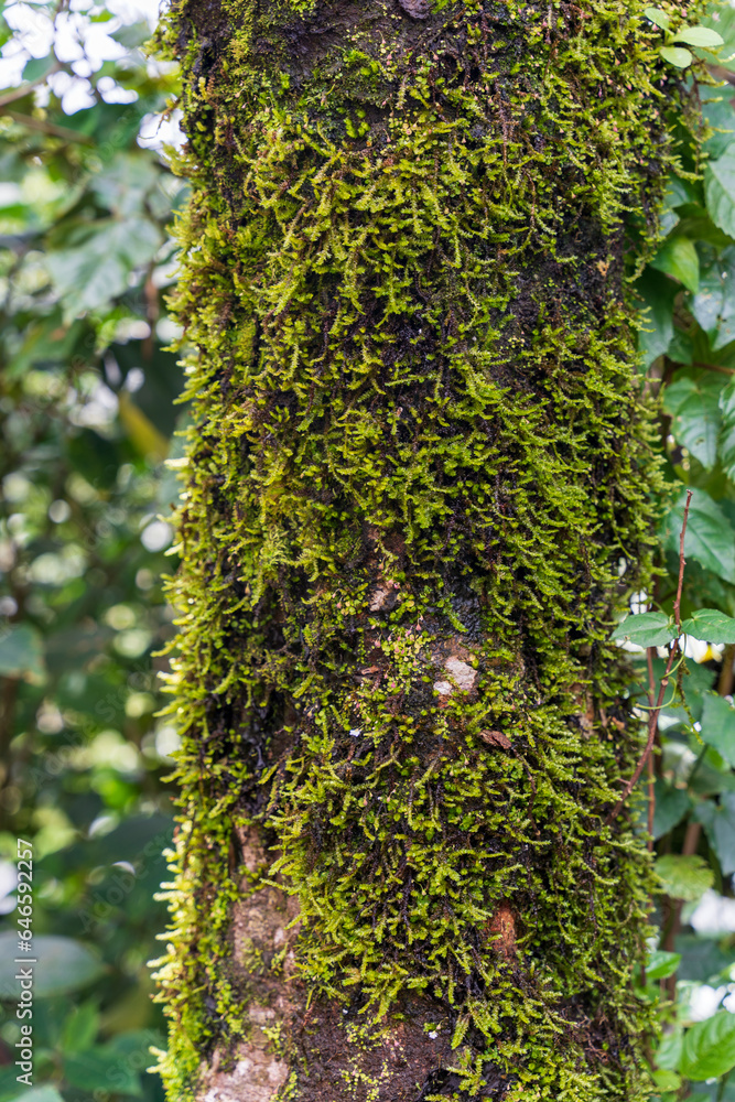 green moss on tree in the forest green moss on tree in the forest