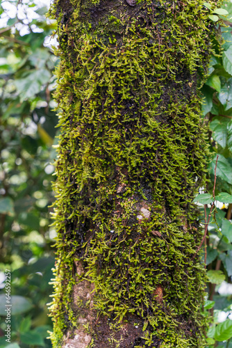 Fototapeta Naklejka Na Ścianę i Meble -  green moss on tree in the forest