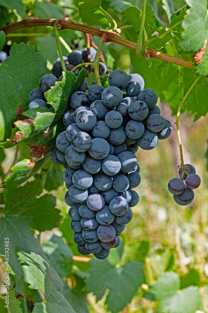 A bunch of red grapes in the vineyard.