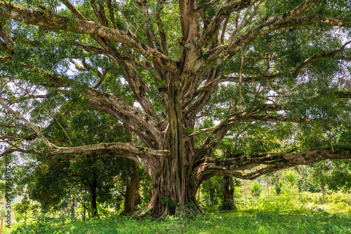 Wide shot of a large old tree with multiple branches in nature