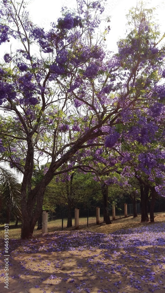 Naklejka premium Purple Ipe in the park