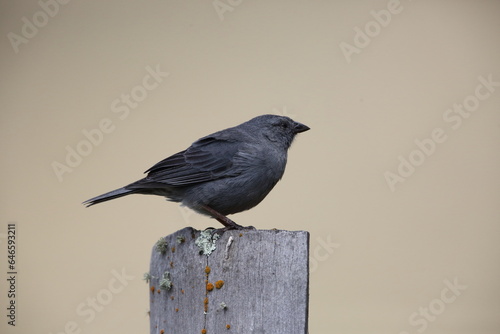 The plumbeous sierra finch (Geospizopsis unicolor) is a species of bird in the family Thraupidae. This photo was taken in Ecuador. photo