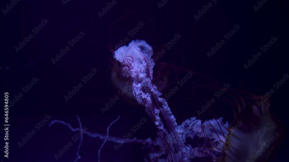 jellyfishes swimming jellyfishes swimming
