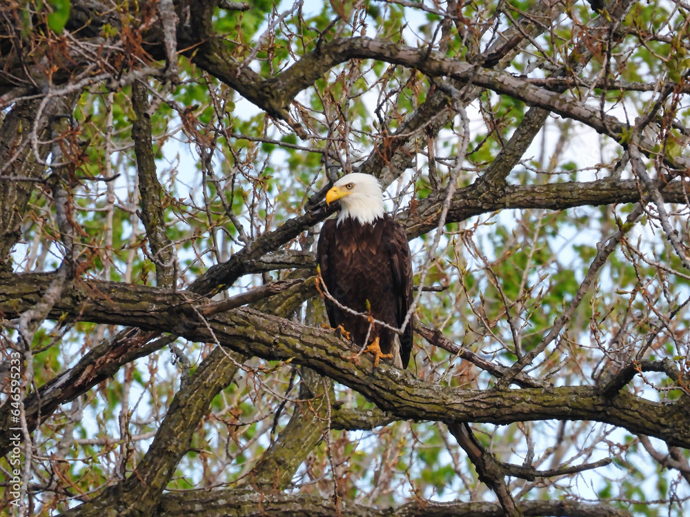 Obraz premium Bald Eagle Bird of Prey Raptor Perched High in Tree on a Summer Day Hiding in the Green Leaves as a Predator Hunting for Prey