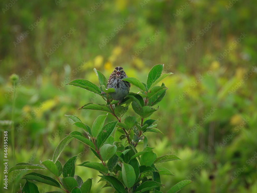 Sparrow on a Branch: A Savannah sparrow bird perched on the top of a prairie plant with the forest blurred in the background Sparrow on a Branch: A Savannah sparrow bird perched on the top of a prairie plant with the forest blurred in the background