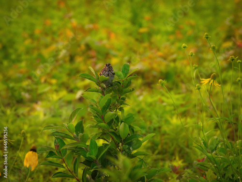 Sparrow on a Branch: A Savannah sparrow bird perched on the top of a prairie plant with the forest blurred in the background