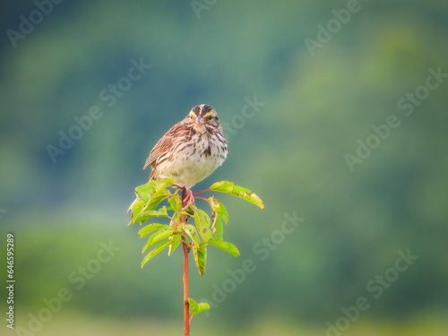Sparrow on a Branch: A Savannah sparrow bird perched on the top of a prairie plant with the forest blurred in the background