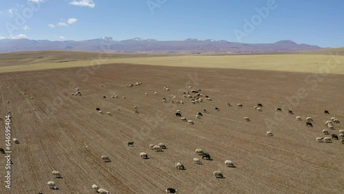 Forward reveal aerial shot of a herd of ship on the field on sunny summer day. Surroundings of Gavar, Gegharkunik Province, Armenia. photo