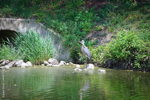 Blue Heron Bird with a Large Catfish Caught in a Pond