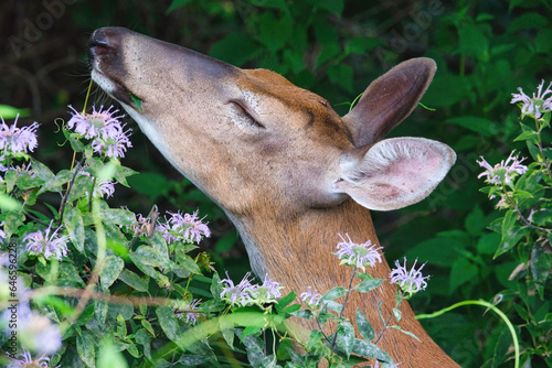 A Doe White-Tailed Deer Eats Bee Balm and Leaves for Breakfast