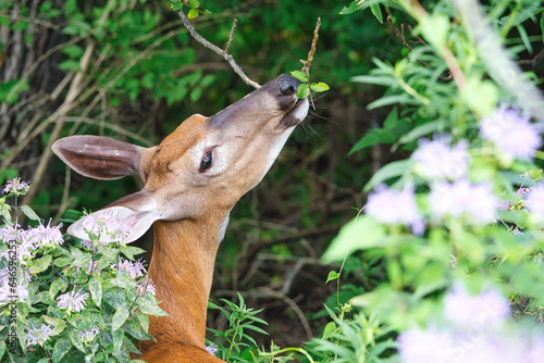 A Doe White-Tailed Deer Eats Bee Balm and Leaves for Breakfast