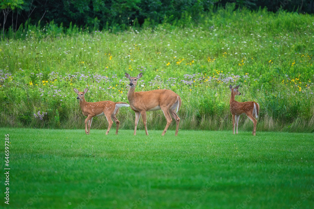 Mamma White-Tailed Deer Doe and Two Fawns on the Grass in Front of Prairie Wildflowers Mamma White-Tailed Deer Doe and Two Fawns on the Grass in Front of Prairie Wildflowers