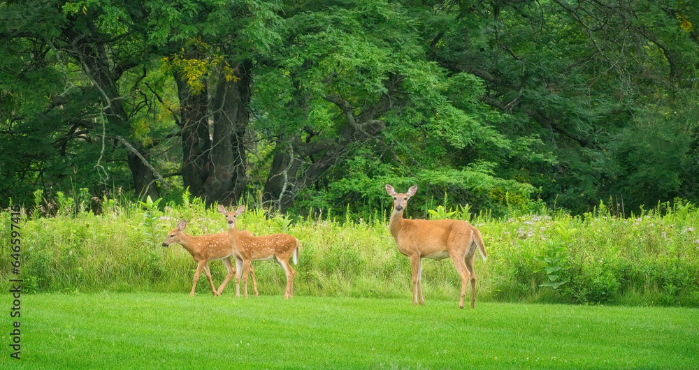 Mamma White-Tailed Deer Doe and Two Fawns on the Grass in Front of Prairie Wildflowers