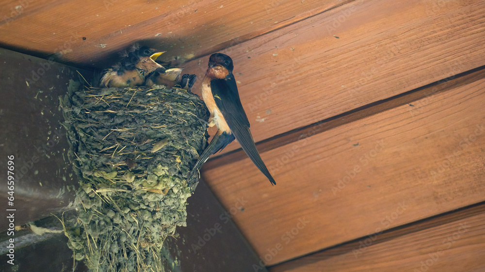 Barn Swallow Feeding Babies An adult barn swallow bird feeding hungry