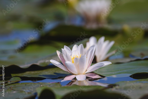Photo of a beautiful white water lily floating on a vibrant green lily pad in the Danube Delta reservation Wild birds fly Danube Delta