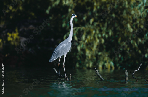 Photo of a majestic heron perched on the tranquil waters of the Danube Delta reservation Wild birds fly Danube Delta