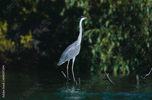 Photo of a majestic heron standing gracefully on the tranquil waters of the Danube Delta Wild birds fly Danube Delta